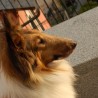 RoughCollie